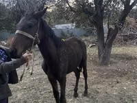 حصان, Kazakh horse — الصورة 4