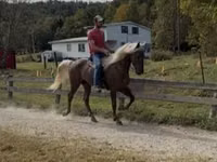 Horse (M), Rocky Mountain Horse — photo 6