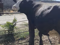 بقرة, Russian Black pied cattle — الصورة 8