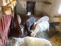 Schaf, Cameroon sheep — Foto 2