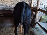 Bulle, Russian Black pied cattle — Foto 5