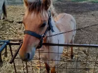 Horse (M), Welsh Cob — photo 1
