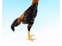 دجاج شمو — الصورة 7