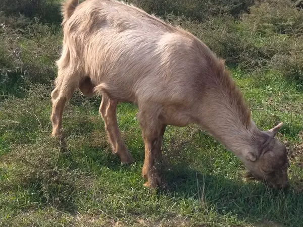 Ziegenbock, LaMancha goats