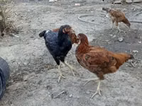 Chickens — Foto 4