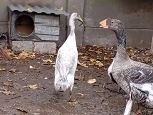 Индийский бегун