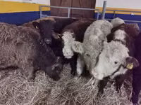 Cattle (batch, sex not specified), Hereford — photo 5