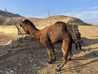 Camel, Camels — photo 4