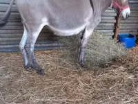 Caballo, Caballos — foto 1