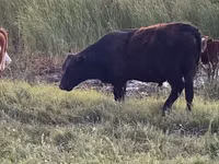 Toro, Raza Auliékol — foto 4
