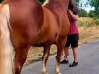 Caballo, Noriker — foto 2