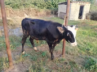 सांड, लाल-धब्बेदार नस्ल — फ़ोटो 8