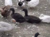 Ducks — Foto 5