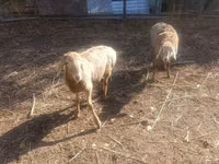 Oveja, Tian-Shan semifinewool sheep — foto 1