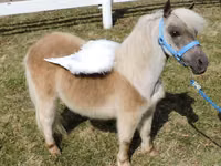 Mare, Miniature horse — photo 5
