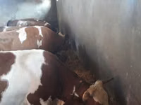 Vaca, Raza rojo-moteada — foto 1