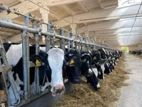 Kuh, Holstein-Rasse — Foto 3