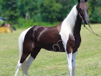 حصان, Tennessee Walking Horse — الصورة 2