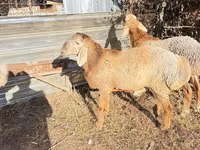 Ram, Edilbay sheep — photo 6