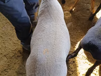 Widder, Kyrgyz Mountain merino sheep — Foto 3