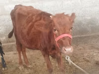गाय, Red Estonian cattle — फ़ोटो 2