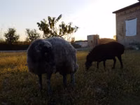 Carnero, Rhon sheep — foto 1