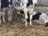 Bulle, Russian Black pied cattle — Foto 7