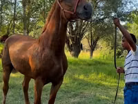 Yegua, Skyros Pony — foto 2