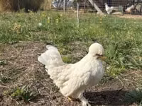 Chickens — Foto 6