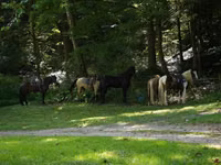 Horse (M), Racking Horse — photo 6