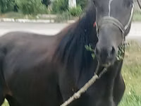 घोड़ा, Priob horse — फ़ोटो 1