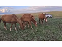 घोड़ी, Soviet Heavy draft — फ़ोटो 2