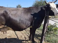 بقرة, Russian Black pied cattle — الصورة 5