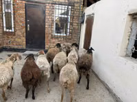 Camella, Camellos — foto 5