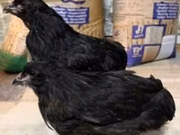 Araucana — photo 4