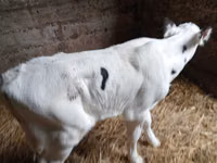 सांड, गोलस्टीन नस्ल — फ़ोटो 2