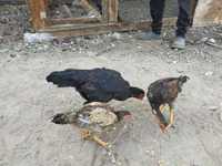 Chickens — الصورة 6