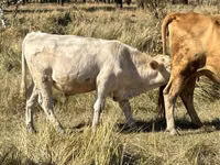 सांड, लाल बिना सींग वाली गाय — फ़ोटो 3