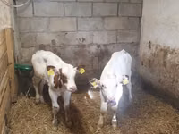 Bulle, Simmental cattle — Foto 3