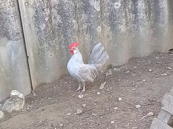 بوليش
