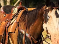 فرس, American paint horse — الصورة 5
