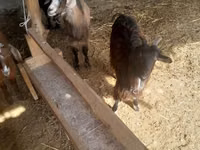 Cabra, Alpine goat — foto 3