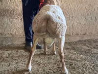 मेढ़ा, Arashan sheep — फ़ोटो 4