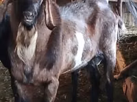 बकरा, Nubian Goat — फ़ोटो 2