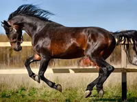 Yegua, Horse breed — foto 5