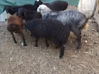 Carnero, Arabi sheep — foto 8