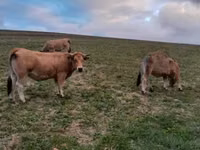 Vaca, Aubrac cattle — foto 2