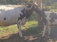 गाय, ऐरशायर — फ़ोटो 3