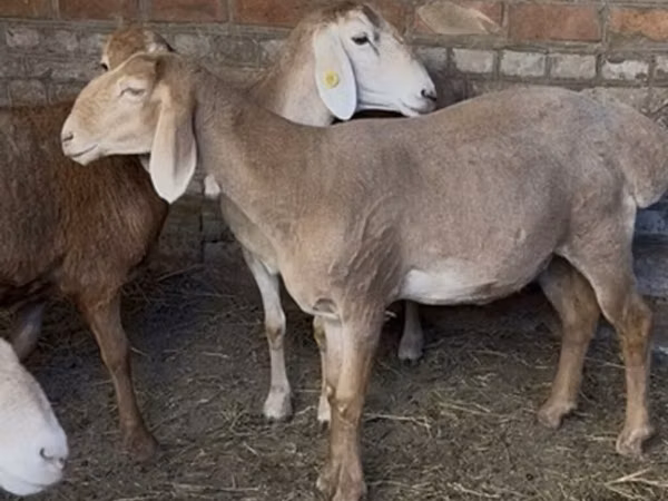 نعجة, Edilbay sheep