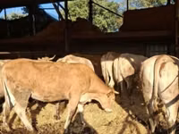 गाय, Blonde d’Aquitane cattle — फ़ोटो 2